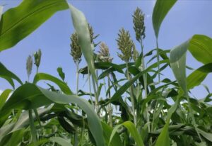 Sorgum Sebagai Alternatif Pangan Lokal yang Adaptif Perubahan Iklim