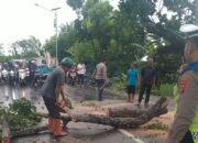 Lombok Barat Diterjang Cuaca Buruk, Pohon Tumbang Timpa Rumah Warga