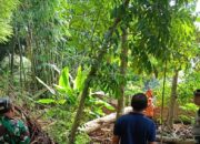 Hujan Deras Disertai Angin Kencang, Pohon Tumbang Timpa Rumah di Lombok, Kerugian Capai Jutaan Rupiah