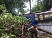 Hujan Lebat dan Angin Kencang, Pohon Tumbang di Lombok Barat, Jalan Sempat Lumpuh!