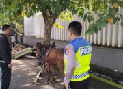 Nekat Nyalip, Sopir Carry Tabrak Cidomo di Senggigi, Dua Orang Terluka