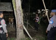 Keamanan Kandang Ternak Sapi Terjaga, Polsek Sekotong Gelar Patroli Rutin Yang Ditingkatkan