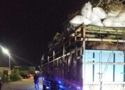 Armada Kapal Angkut Ribuan Sapi Sumbawa ke Jawa, Pengiriman Lancar Tanpa Kendala