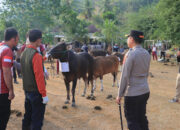 55 (Lima Puluh Lima) Hewan Kurban Polres Sumbawa Barat Dinyatakan Sehat dan Siap Untuk Dipotong