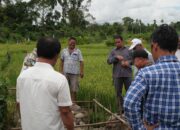 SATGASSUS PENCEGAHAN TIPIKOR PANTAU PROYEK PENINGKATAN DAN PEMELIHARAAN JARINGAN IRIGASI TERSIER DI SUMUT