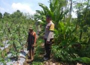 Bhabinkamtibmas Dampingi Petani, Hasil Pertanian Kian Meningkat