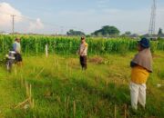 Polsek Labuapi Perkuat Peran Bhabinkamtibmas dalam Ketahanan Pangan