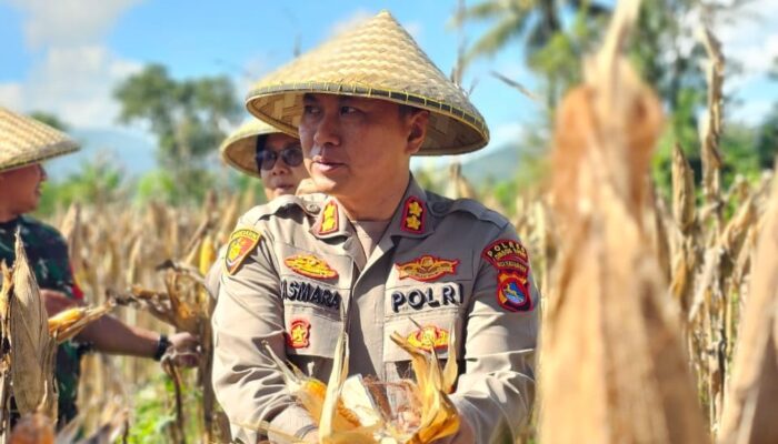 Panen Raya Jagung di Lembar: Kolaborasi Polri dan Masyarakat