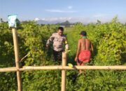 Ketahanan Pangan Dimulai dari Rumah: Inisiatif Bhabinkamtibmas Kuripan