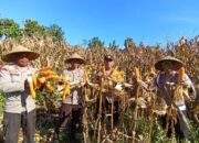 Sinergi Mendukung Ketahanan Pangan Nasional, Polsek Bolo dan Masyarakat Laksanakan Panen Raya Jagung Merah