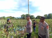 Kapolres Bima Panen Raya Tomat di Desa Nggembe dan Bagikan Puluhan Kg Tomat Kepada Warga Sekitar