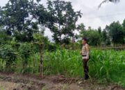 Pemanfaatan Pekarangan Rumah, Langkah Nyata Polsek Labuapi Dukung Kemandirian Pangan