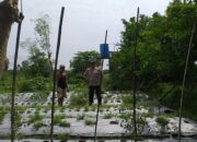 Dari Jagaraga untuk Indonesia: Bhabinkamtibmas Pelopori Ketahanan Pangan