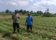 Kegiatan Polsek Gerung: Bhabinkamtibmas Kunjungi Kelompok Tani Bhineka Tani untuk Tingkatkan Ketahanan Pangan