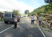 Kegiatan Pemangkasan Pohon Dijaga Ketat, Polisi Atur Lalu Lintas di Lembar