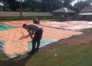 Dukung Penuh Program Ketahanan Pangan Nasional, Bhabinkamtibmas Polsek Parado Bantu Proses Pengeringan Jagung Warga