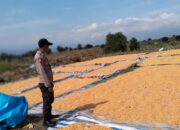 Dampingi dan Bantu Jemur Jagung Warga, Langkah Bhabinkamtibmas Polsek Donggo Sukseskan Program Ketahanan Pangan Nasional
