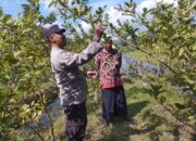 Polri dan Petani Gapuk Bersatu Jaga Ketahanan Pangan NTB