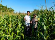 Bhabinkamtibmas Aktif di Lahan Jagung Mareje Timur, Dukung Ketahanan Pangan NTB