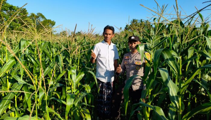 Bhabinkamtibmas Aktif di Lahan Jagung Mareje Timur, Dukung Ketahanan Pangan NTB