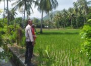 Sinergi Petani dan Polisi di Sekotong, Kunci Swasembada Pangan