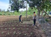 Bhabinkamtibmas Aktif Edukasi Pertanian Rumah Tangga di Sekotong
