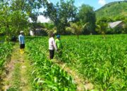 Jagung di Sawah Irigasi: Inisiatif Petani Batu Putih dan Polisi