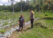 Lahan Kosong Jadi Solusi Swasembada Pangan di Sekotong