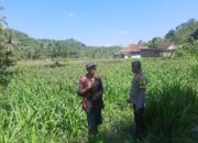 Ketahanan Pangan Nasional: Polri Turun ke Ladang Petani Lombok