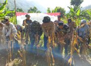 Lahan 20 Are Batulayar Bukti Swasembada Jagung
