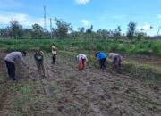 Ketahanan Pangan Dimulai dari Desa Pelangan, Lombok Barat