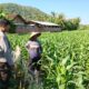 Polri dan Petani Bersinergi Wujudkan Ketahanan Pangan di Lembar, Lombok Barat