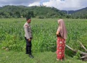 Bhabinkamtibmas Sambangi Lahan Jagung di Sekotong Timur, Ini Tujuannya