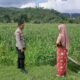 Polsek Lembar Dukung Ketahanan Pangan Lewat Sambang Petani di Sekotong Timur