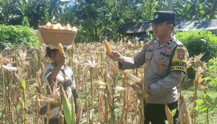 Dukung Swasembada Pangan, Bhabinkamtibmas Desa Taman Baru Sapa Petani