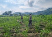 Inisiatif Polsek Lembar Perkuat Sektor Pertanian di Desa Binaan