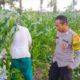 Sinergi Polisi dan Petani Wujudkan Ketahanan Pangan di Kuripan Utara