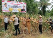 Polres Halmahera Utara Sukses Gelar Panen Raya Jagung Dukung Ketahanan Pangan Nasional