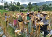 Desa Mareje Timur Sukses Gelar Panen Raya Jagung