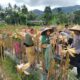 Panen Raya Jagung di Lombok Barat: Sinergi Petani dan Polri