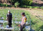 HUT Bhayangkara Ke-79, Polsek Soromandi Polres Bima Dorong Ketahanan Pangan Lewat Lomba Pekarangan Pangan Bergizi