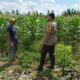 Polres Lombok Barat Dorong Ketahanan Pangan Desa Jembatan Gantung