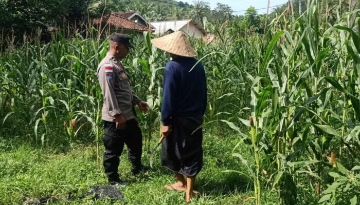 Polri dan Petani Sekotong Bersinergi untuk Kemandirian Pangan Lokal