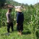 Bhabinkamtibmas Sekotong Dukung Petani Jagung Wujudkan Ketahanan Pangan
