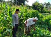 Polri Turun ke Lahan Jagung di Mareje Timur, Dorong Ketahanan Pangan