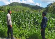 Polsek Lembar Perkuat Ketahanan Pangan Melalui Kunjungan ke Lahan Jagung
