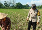 Bripka Ketut Sanjaya Motivasi Petani Jagung Lemukek Daya, Lombok Barat