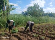 Sinergi Polsek Gerung dan Petani Giri Tembesi, Menuju Pertanian Berkelanjutan
