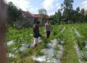 Sosialisasi Ketahanan Pangan oleh Bhabinkamtibmas Jagaraga Disambut Antusias Warga