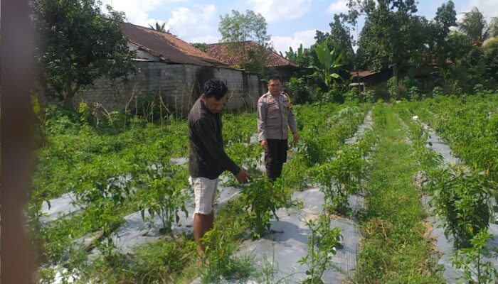 Sosialisasi Ketahanan Pangan oleh Bhabinkamtibmas Jagaraga Disambut Antusias Warga